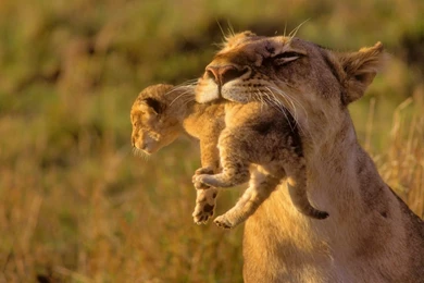 Ultimate Collection Of Animal HD Wallpapers HD Wallpapers Inx