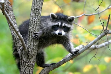 Download Wallpapers 1920x1080 Raccoon, Branches, Trees, Climbing ...