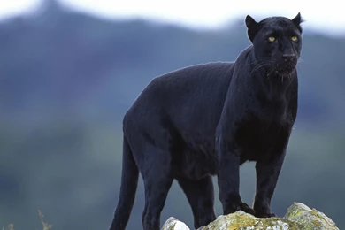 Animals: Black Panther, Desktop Wallpapers Nr. 32929