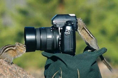 Animals Full HD Wallpapers, HD 1080P, 1980X1080, High Quality ...