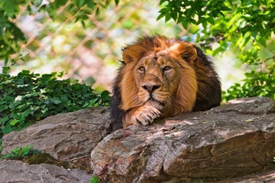 Animals_Wallpapers_Hd_1080p (4)   HD 3D Unique Wallpapers