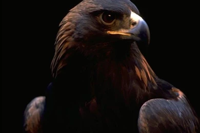 Animals Voegel Papageien Wallpapers