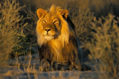 HD Lion Pictures Lions Wallpapers   HD Animal Wallpapers