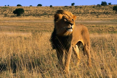 Lion Desktop Wallpapers , New Wallpapers, New Wallpapers