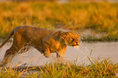 Lion Desktop Wallpapers   , New Wallpapers, New Wallpapers