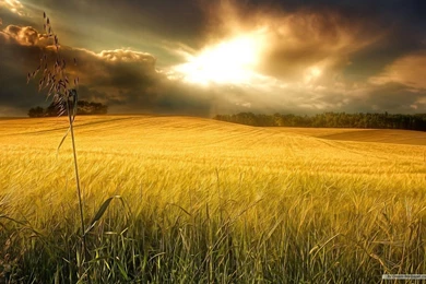 Free Wallpapers   Free Nature Wallpapers   Windows 7 Themes ...