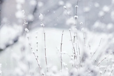 Snow HD Desktop Wallpapers : High Definition : Fullscreen : Mobile