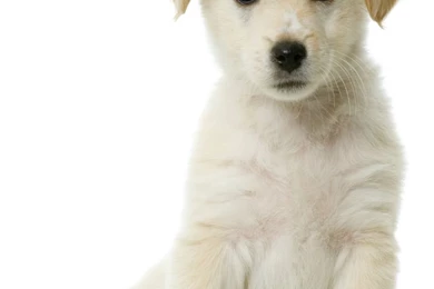 Puppy Puppy Photos Hd For Mobile – Finehdwallpaperr.com