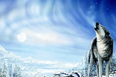 803 Wolf HD Wallpapers