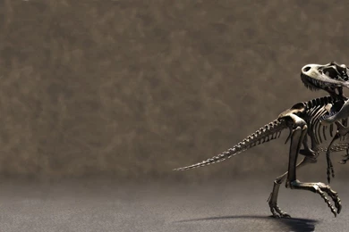 Dino Art] Wallpaper: T Rex Skeleton   B/w : Dinosaurs