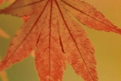 Iphone 5 wallpapers hd 1858 ldapz.jpg