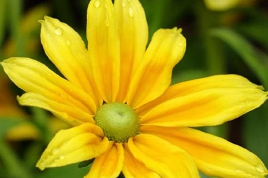 Flower iPhone wallpaper For iPhone 5 5c 5s 640x1136 yellow flower with some water drops .jpg