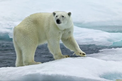 Polar Bear Desktop Backgrounds