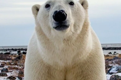 Download Wallpapers 750x1334 Polar Bear, Face, Eyes iPhone 6 HD ...