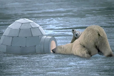 Polar Bear Wallpapers Hd