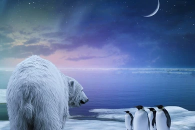 1280x1024 Polar Bear Wallpapers HD, Desktop Backgrounds 1280x1024