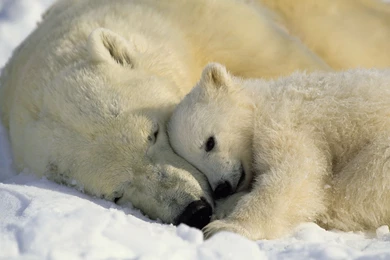 Polar Bear Background Images