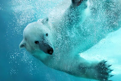 Polar Bear Computer Wallpapers, Desktop Backgrounds