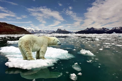 Download Wallpapers 3840x2160 Bear, Polar Bear, Ice, Snow, Cold 4K ...