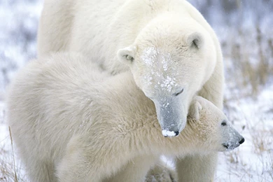 Download Wallpapers 3840x2400 Polar Bear, Cub, Caring, Snow, Fur ...