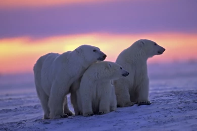 312 Polar Bear HD Wallpapers