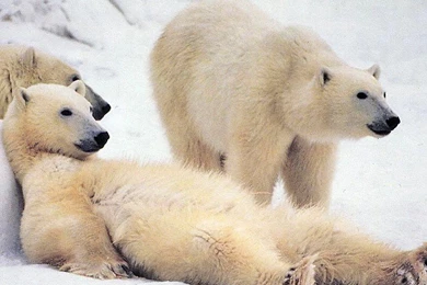 Download Wallpapers 1920x1080 Bear, Polar Bear, Family, Snow ...