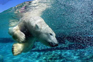 Polar Bear Computer Wallpapers, Desktop Backgrounds