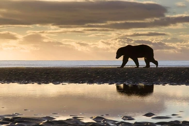 Hd Wallpapers Of Bear Grylls