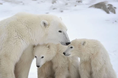 Polar Bear Family / HD iPad Wallpapers