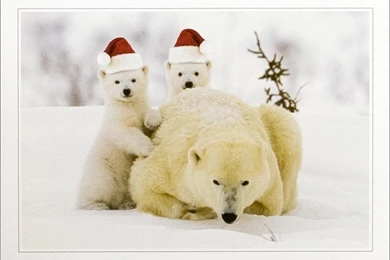 Polar Bear Christmas – 1000×718 High Definition Wallpapers ...