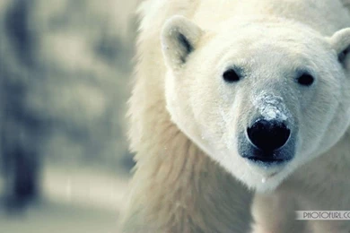 Small Wild Animals Wallpapers For Laptops And Computers Desktop ...