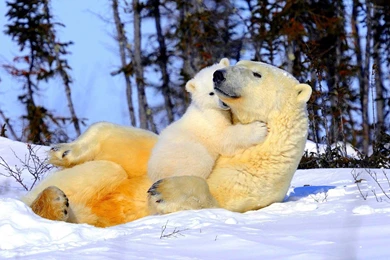 Newborn baby polar bear wallpaper.jpg