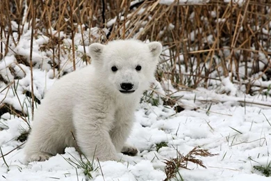 Download Polar Bear Baby Wallpapers 1024x768