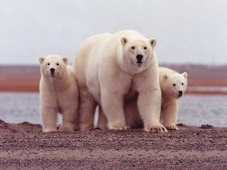 Backgrounds Collections: Polar Bear Pictures