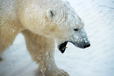 Desktop Wallpapers · Gallery · Animals · Polar Bear   Sea Ice ...