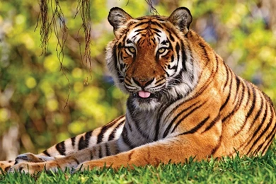 Top Nature Animals Images For Pinterest