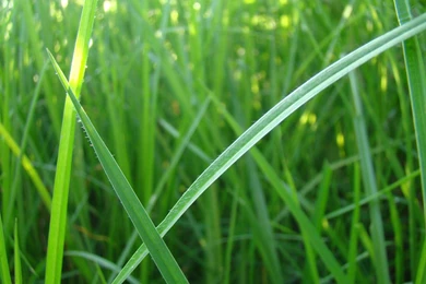 Grass Nature Photography Hd Wallpapers   (