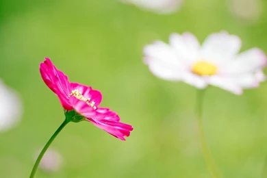 Macro Nature Photography