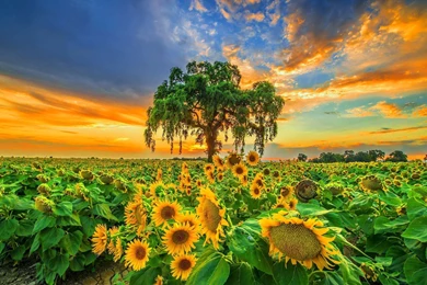 Awesome Nature Images, Hd Images, Natural, Photos, Widescreen ...