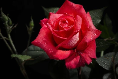 Rose Flowers Wallpapers   Wallpapers High Definition