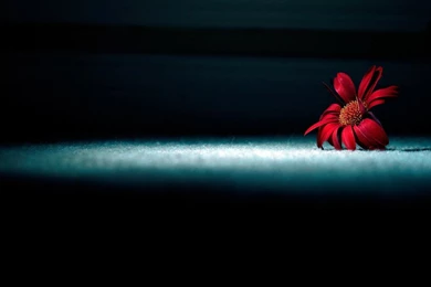 Top Light Flower Wallpaper Images For Pinterest