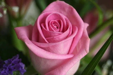 Rose Flower Image Hd And Wallpapers Download