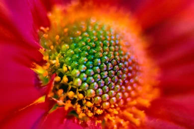 Flower Wallpapers Hd   Wallpapers HD Fine