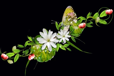 50 Beautiful Flower Wallpaper Images For Download