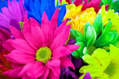 Hd Desktop Wallpaper Colorful Flower 1.jpg