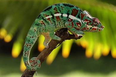 Top Funny 3d Chameleon Hd Images For Pinterest