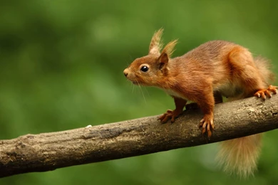 Download Wallpapers 1920x1080 Squirrel, Curiosity, Animal Full HD ...