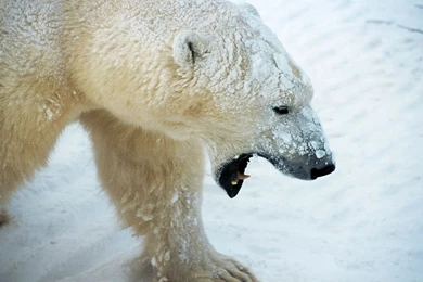 Pakistanibox.com Animal Photos Full Hd Gallery