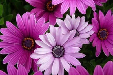 Full Hd Flower Wallpapers Wallpapers High Definition