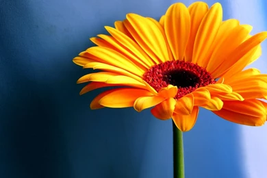 20+ HD Beautiful Flowers Wallpapers Free Download